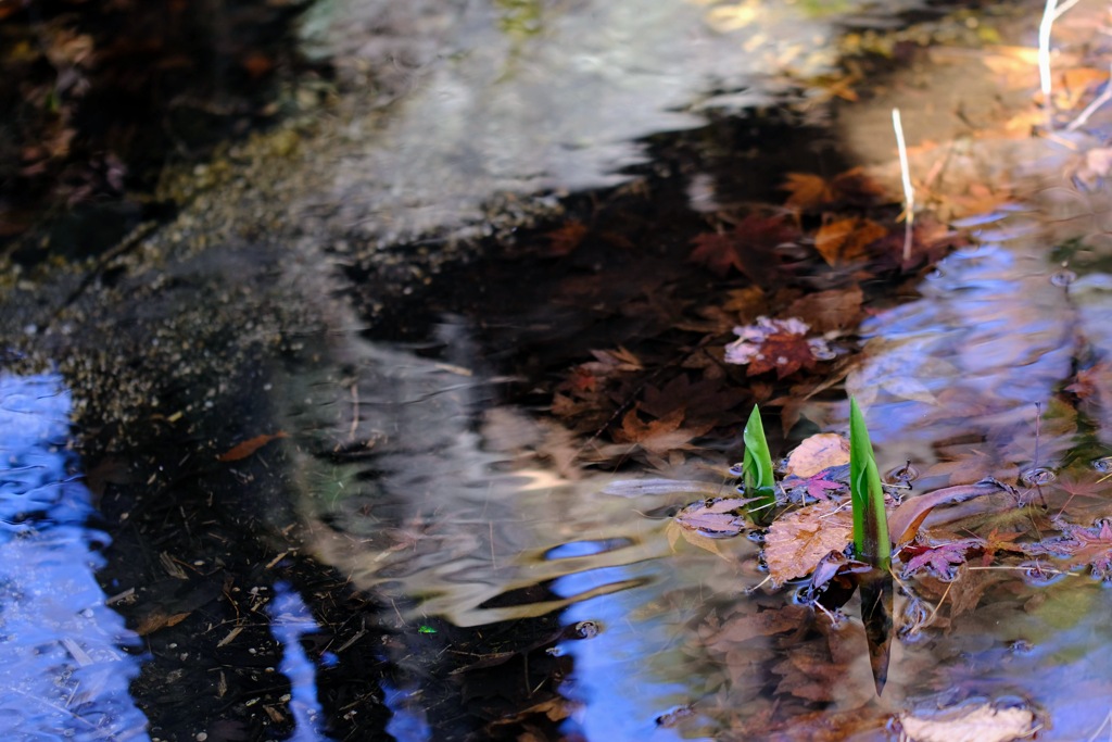 水芭蕉