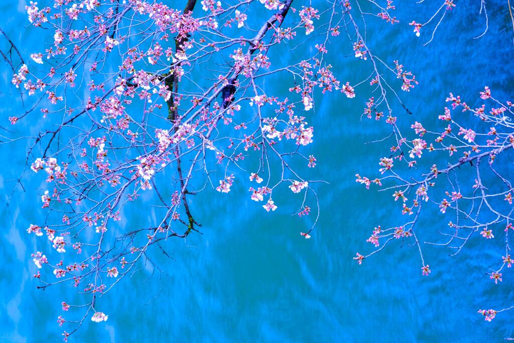 前橋公園の桜①