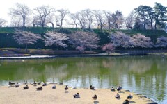 前橋公園②