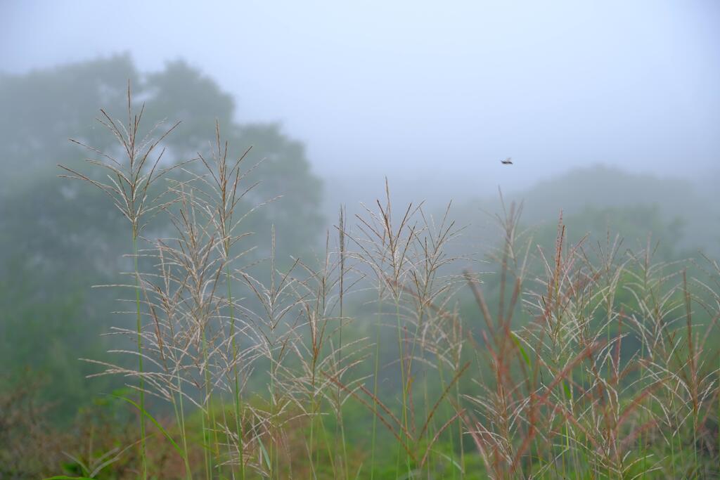 覚満淵③