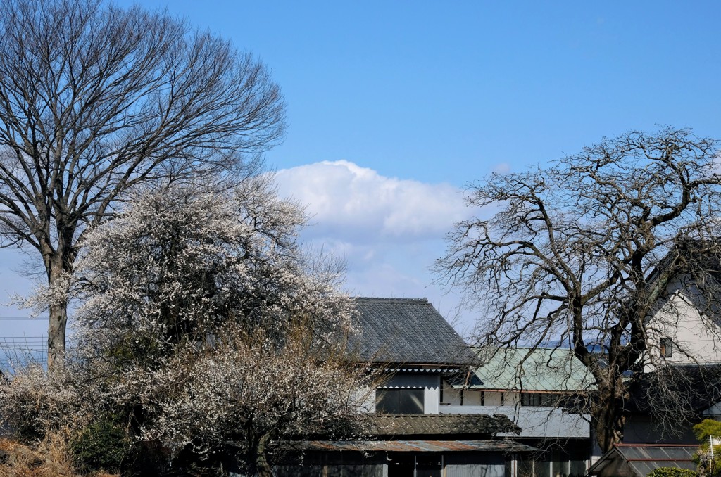 白梅のある風景