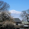 白梅のある風景