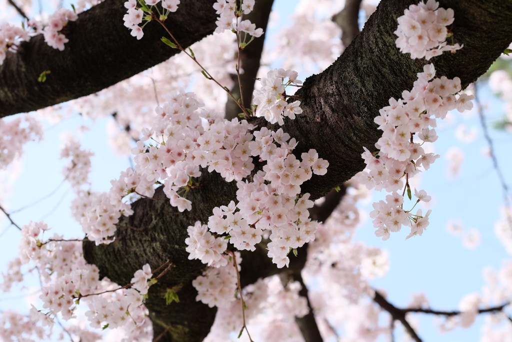 着飾って