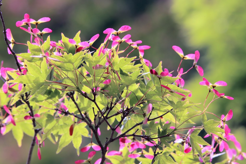 もみじの花③