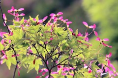 もみじの花③
