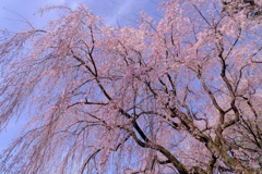 枝垂れ桜