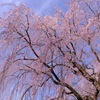 枝垂れ桜