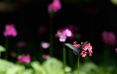 クリンソウ① クリンソウ①