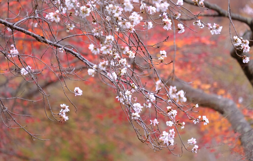 寒桜と紅葉⑦