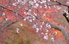 寒桜と紅葉⑦