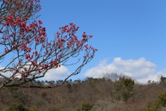 青空に映えて②