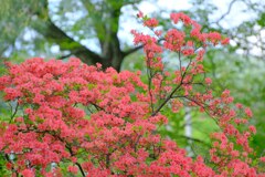 参道に咲く②