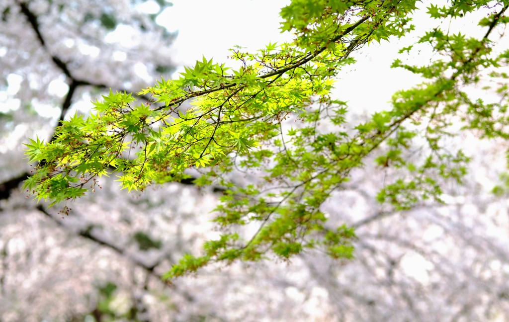 桜から新緑へ