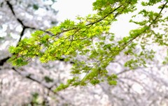 桜から新緑へ