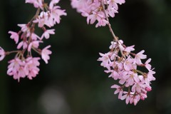 枝垂れ桜①