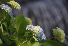 水辺に舞う
