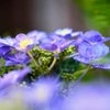 庭の花②
