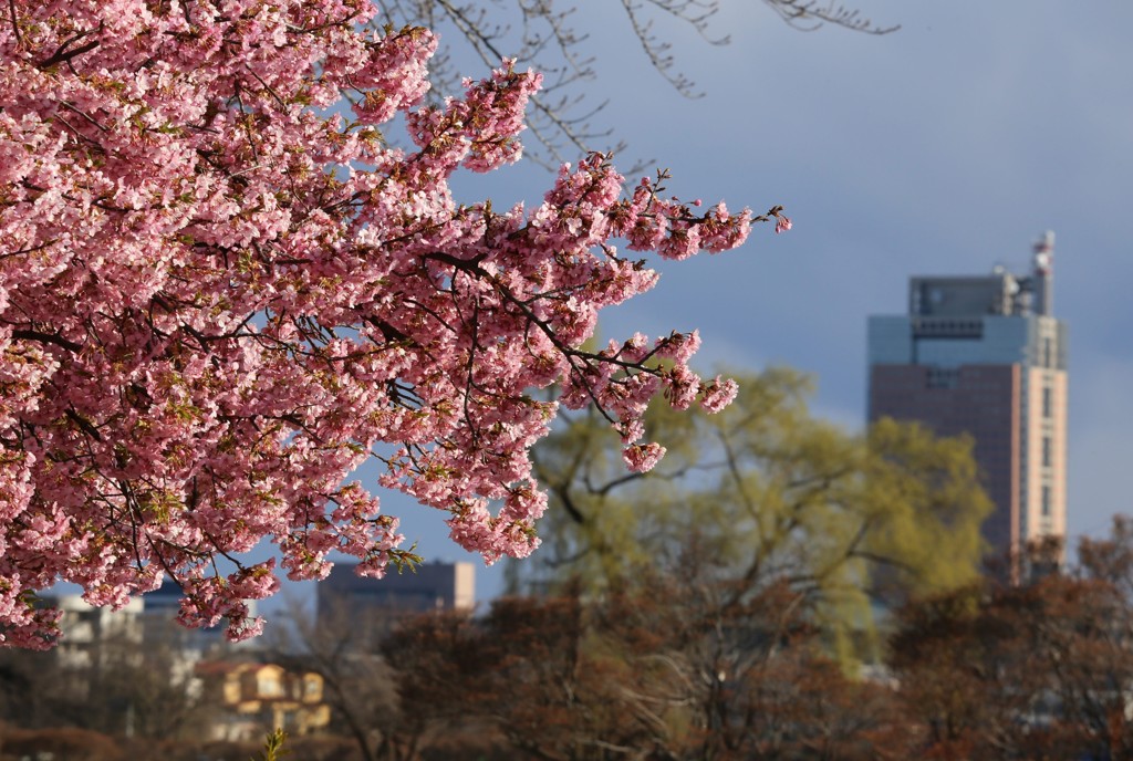 河津桜と県庁舎