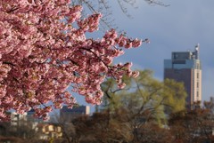 河津桜と県庁舎