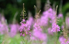 赤城自然園の花たち①