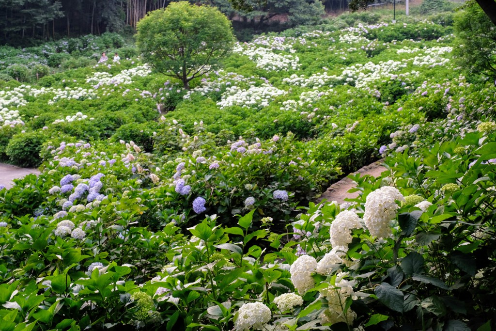 満開の紫陽花①