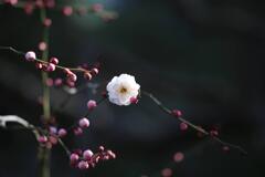 白梅②