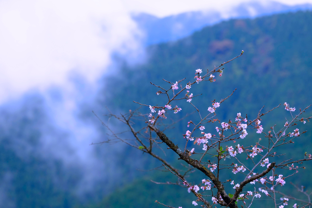 桜山公園①