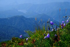 至仏山の花