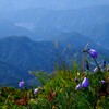至仏山の花