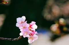 河津桜②