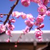しだれ梅