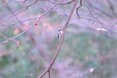 野鳥さん②