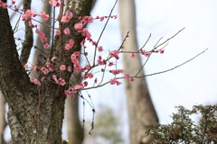 若枝から開花