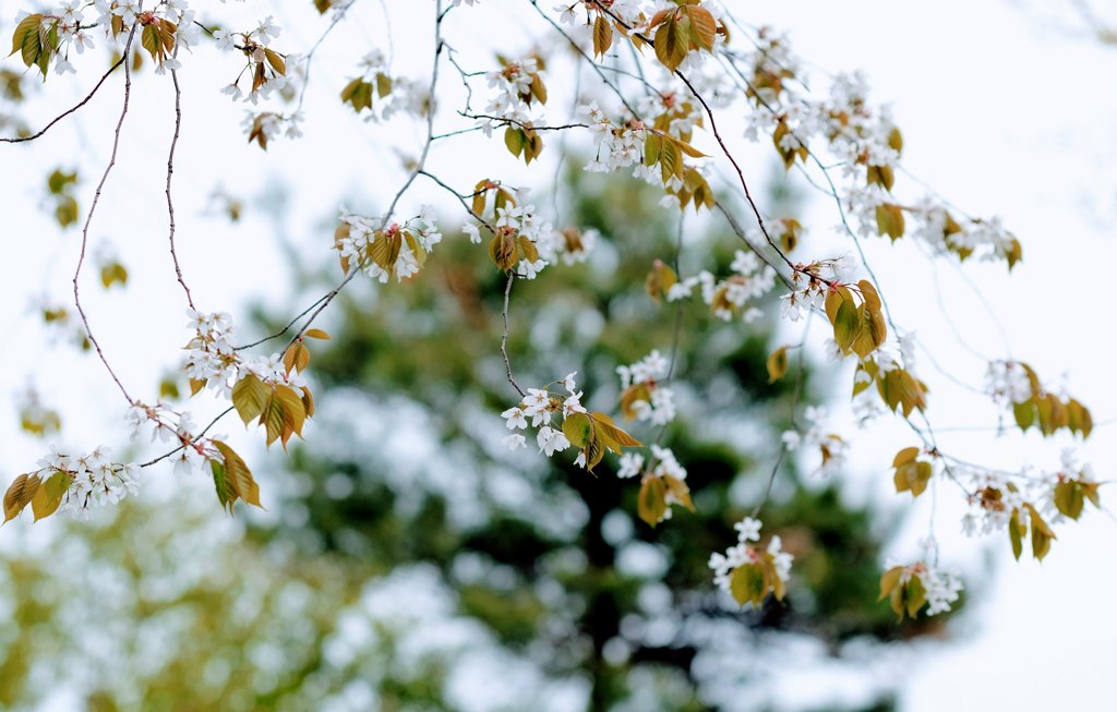 山桜