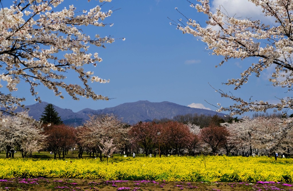 赤城南面千本桜③