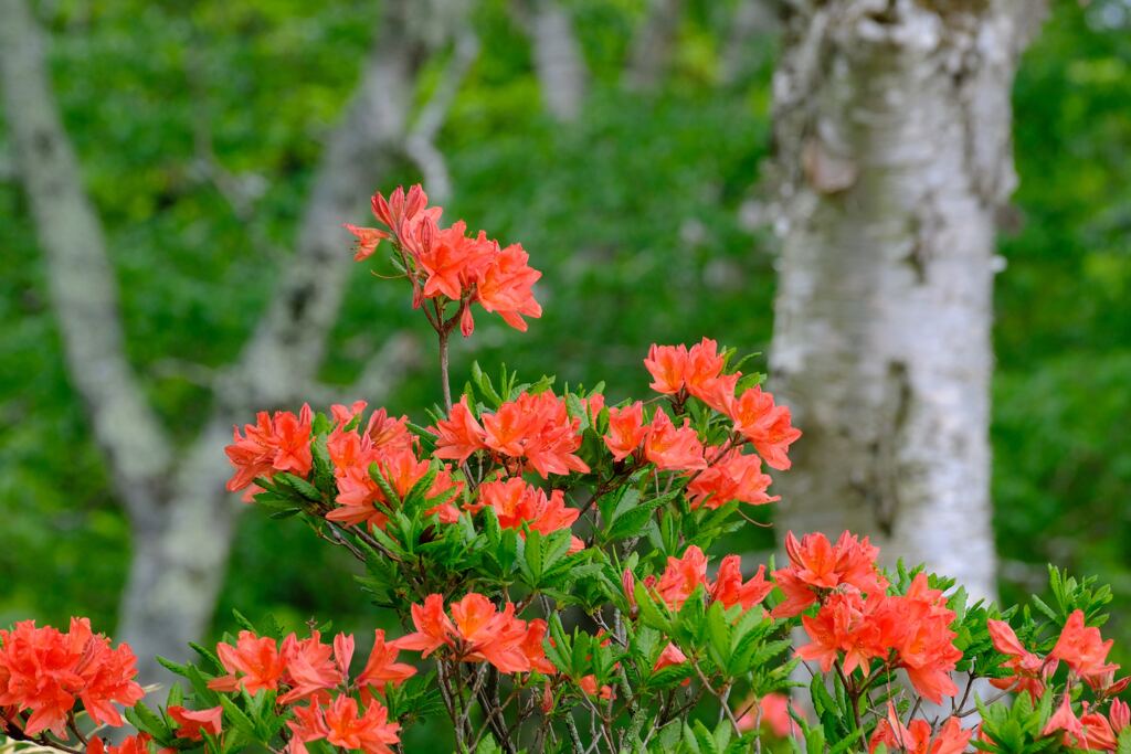 赤城山のツツジ①