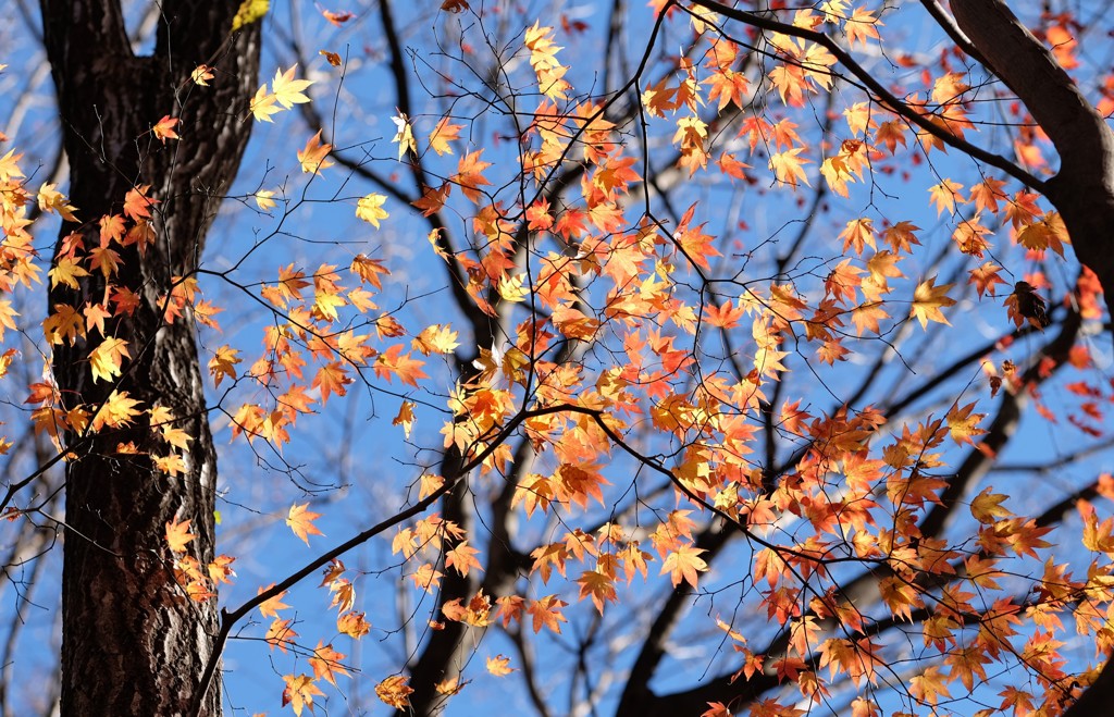 赤城自然園の紅葉④