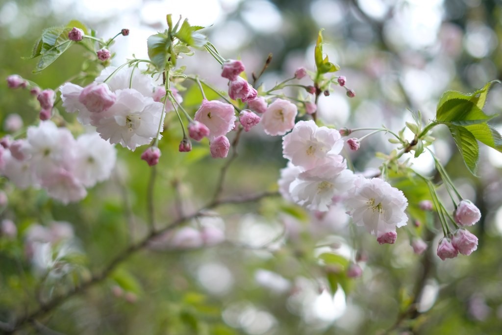 八重桜②