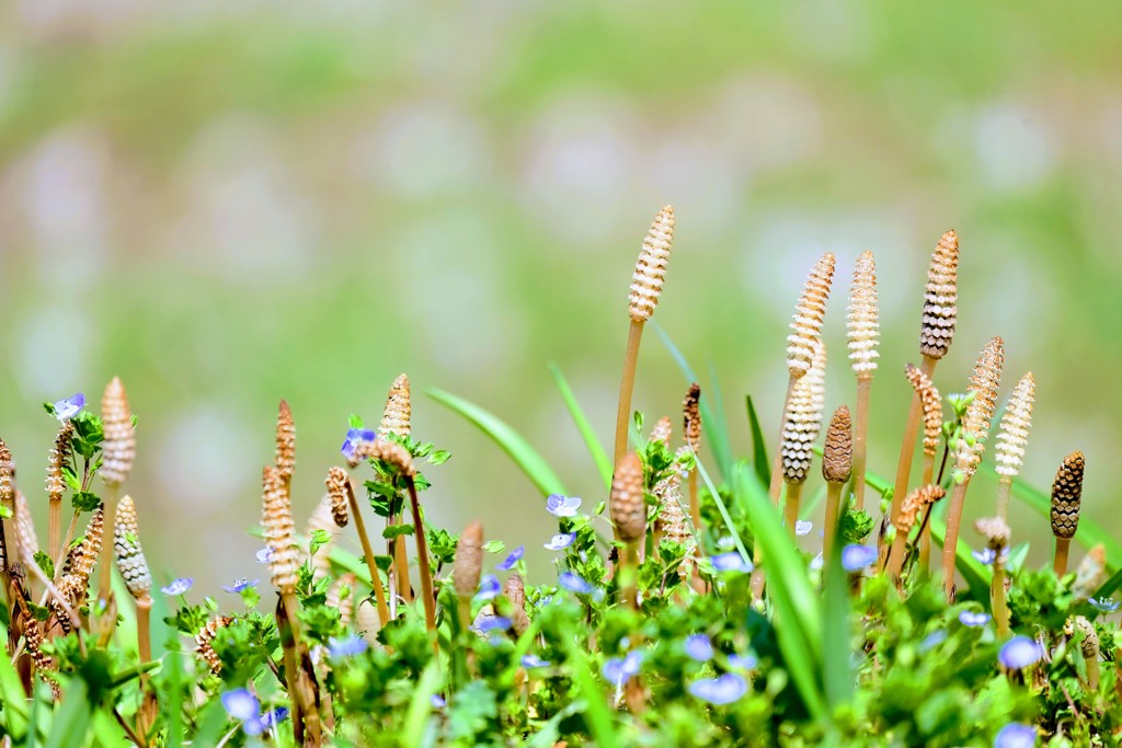 仲良し兄弟・姉妹