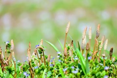 仲良し兄弟・姉妹