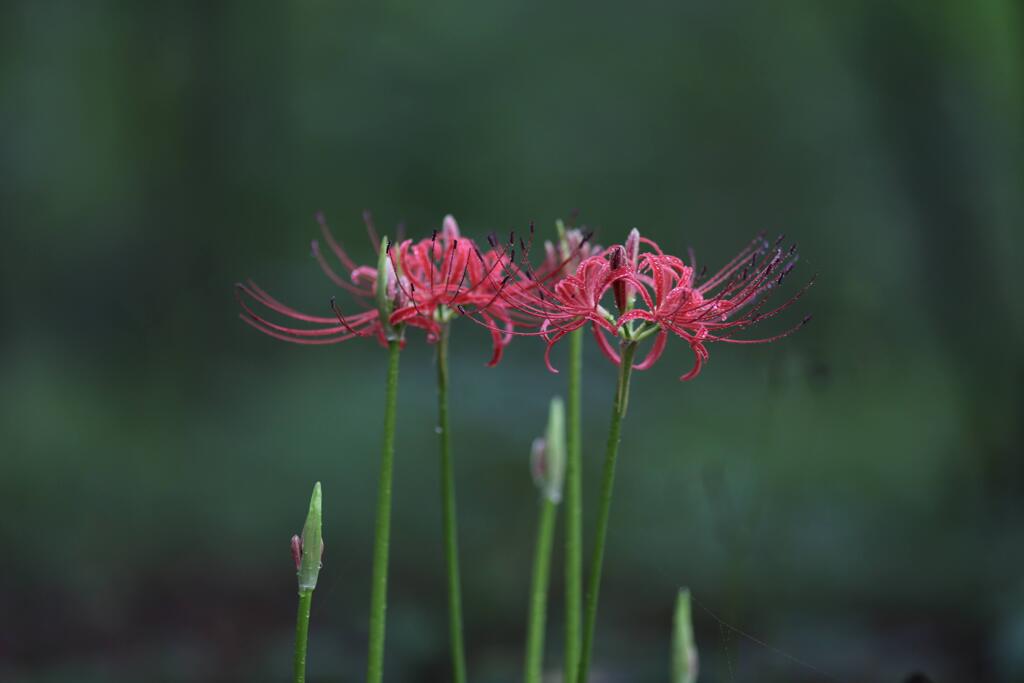 曼珠沙華