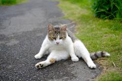 吾輩は猫