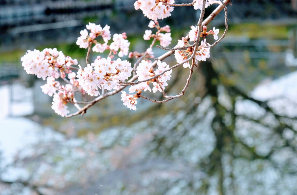 桜③