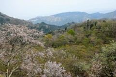 桜のある風景③