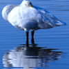 多々良沼の白鳥①