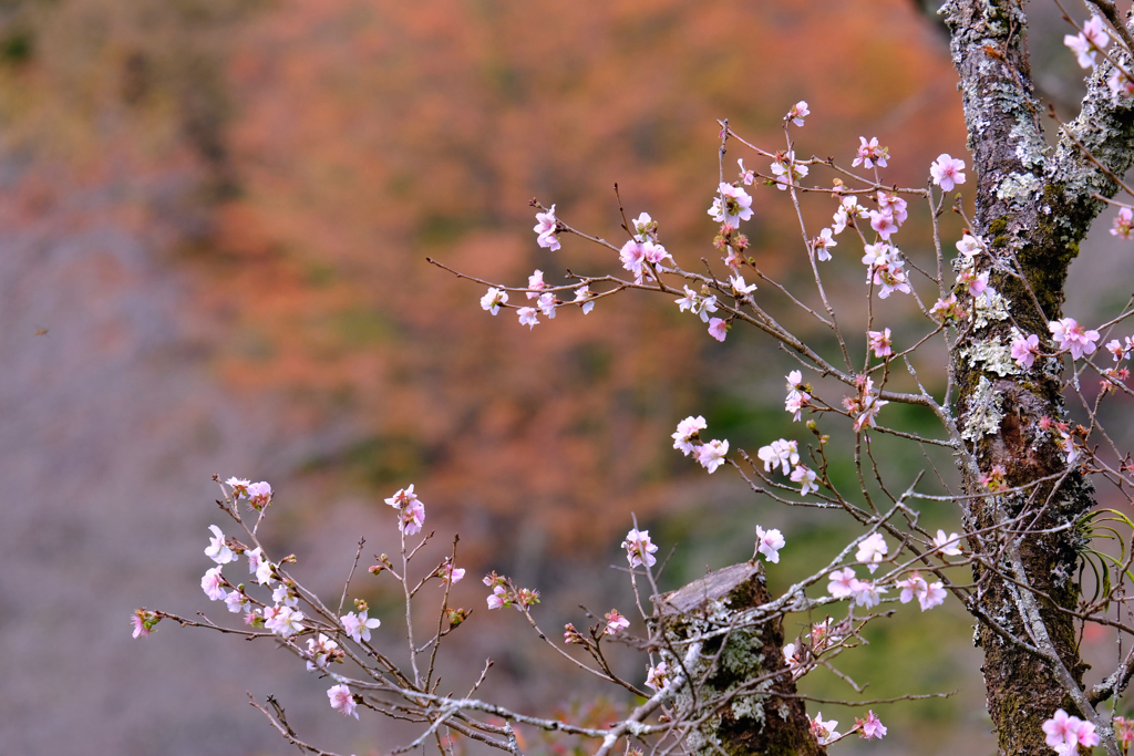 桜山公園⑧