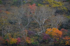 赤城山の紅葉⑤