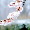 雪化粧②