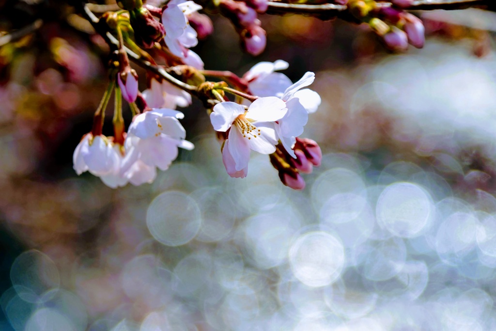 前橋公園の桜①