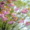 新緑の季節①